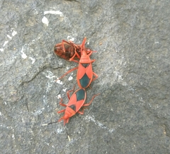 Probergrothius sanguinolens