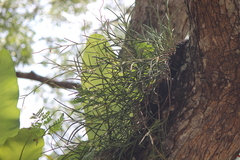 Dendrobium singaporense