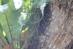 Dendrobium singaporense