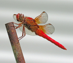 Libellula croceipennis