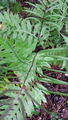 Lorinseria areolata image