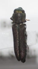 Agrilaxia arizonae