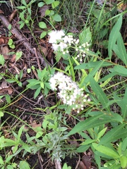Spiraea alba alba