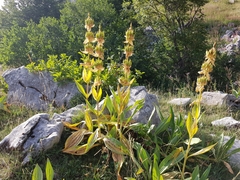 Gentiana lutea lutea