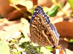 Junonia rhadama