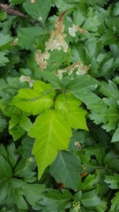 Toxicodendron pubescens