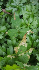 Toxicodendron pubescens