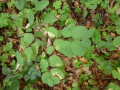 Symphoricarpos albus albus