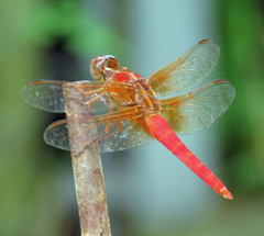 Libellula croceipennis