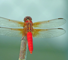 Libellula croceipennis