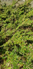 Cotoneaster apiculatus