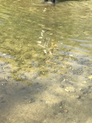 Notemigonus crysoleucas