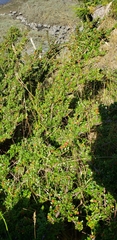 Cotoneaster apiculatus