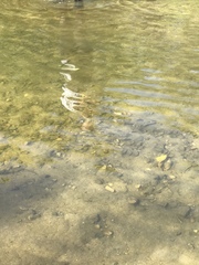 Notemigonus crysoleucas