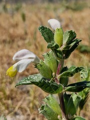 Labiate Phlomoides (Phlomoides labiosa)