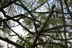 Ploceus jacksoni