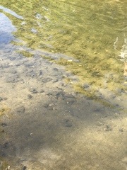 Notemigonus crysoleucas