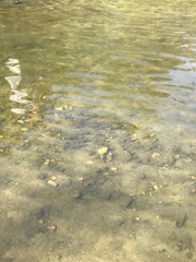 Notemigonus crysoleucas