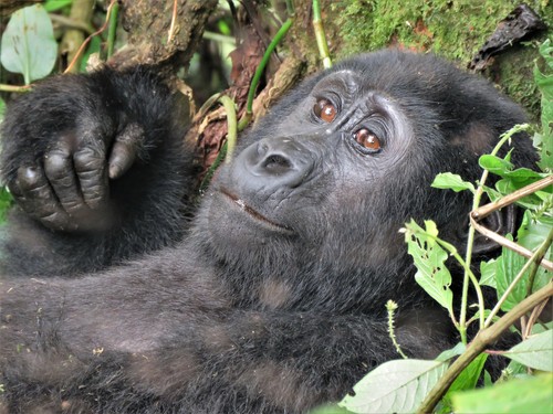 Mountain gorilla