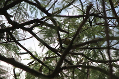 Ploceus jacksoni