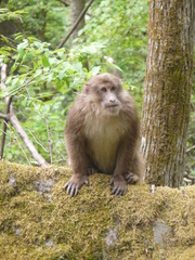 Macaca thibetana