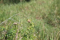 Ploceus jacksoni