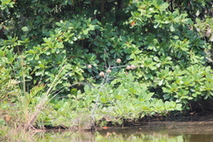 Ploceus jacksoni