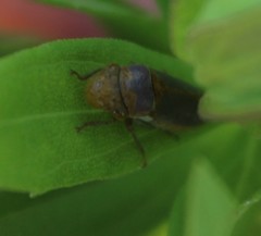 Oncometopia hamiltoni