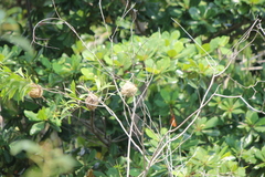 Ploceus jacksoni