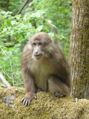 Macaca thibetana