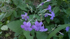 Ruellia occidentalis