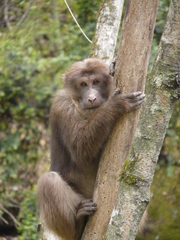 Macaca thibetana