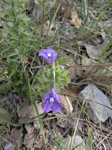 Image of Salvia texana by (c) Jake Rehage, some rights reserved (CC BY)