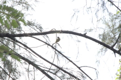 Ploceus jacksoni