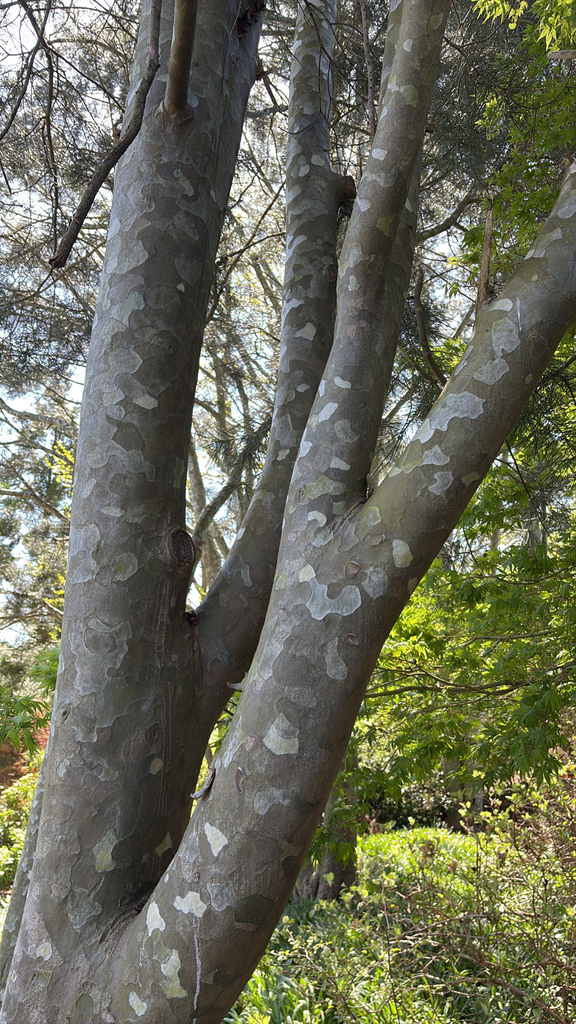 백송 from Cladrastis Ave, Providence, RI, US on 2025년 04월... at 10:45 오전 by lindsayneagle · iNaturalist 백송 (Pinus bungeana)