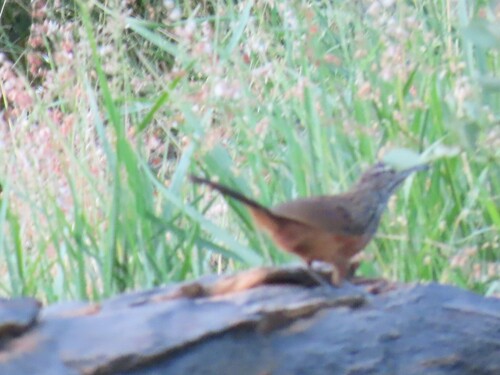 Rockrunner (Achaetops pycnopygius), photo 4