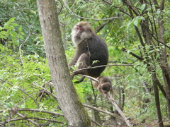 Macaca thibetana