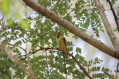 Ploceus jacksoni