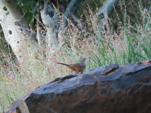 Rockrunner (Achaetops pycnopygius), photo 3