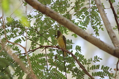 Ploceus jacksoni