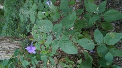 Ruellia occidentalis