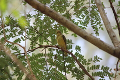 Ploceus jacksoni