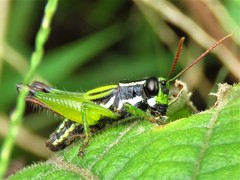 Paracoptacra