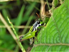 Paracoptacra
