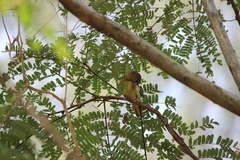 Ploceus jacksoni
