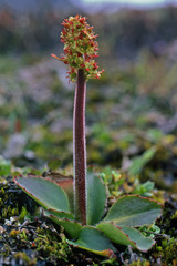 Micranthes hieraciifolia
