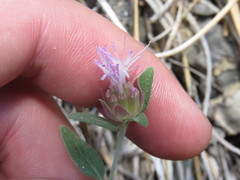 Monardella australis