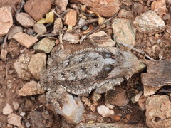 Phrynosoma taurus