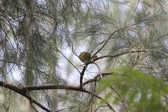 Ploceus jacksoni