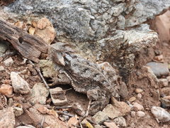 Phrynosoma taurus